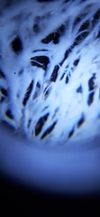 Etheirodon fimbriatum