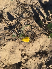 Eulobus sceptrostigma