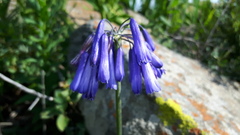 Agapanthus inapertus