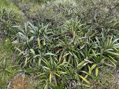 Celmisia spectabilis magnifica