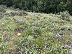 Celmisia spectabilis magnifica