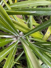 Celmisia spectabilis magnifica