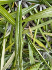 Celmisia spectabilis magnifica