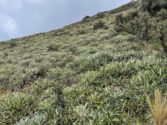 Celmisia spectabilis magnifica