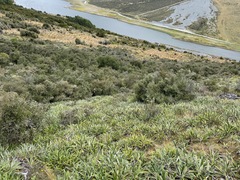 Celmisia spectabilis magnifica