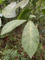 Cordia sulcata