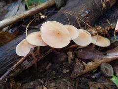 Marasmius cohaerens