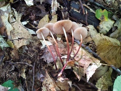 Marasmius cohaerens