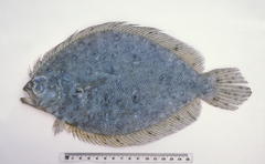 Pseudorhombus jenynsii