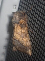 Papaipema cataphracta