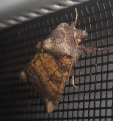 Papaipema cataphracta