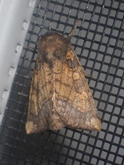 Papaipema cataphracta