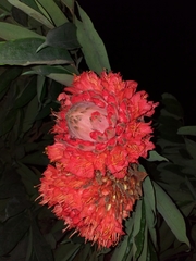 Brownea ariza