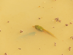 Dendropsophus molitor