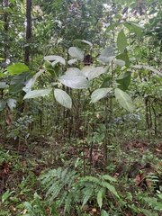 Cordia sulcata