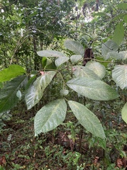 Cordia sulcata