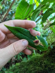Pleurothallis palliolata