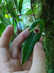 Pleurothallis palliolata