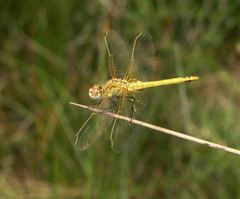 Sympetrum fonscolombii