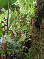 Pleurothallis palliolata