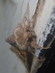 Papaipema cataphracta