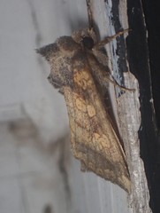 Papaipema cataphracta