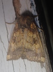 Papaipema cataphracta