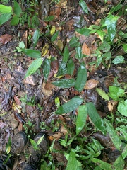 Lithachne pauciflora