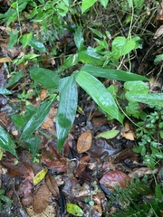 Lithachne pauciflora