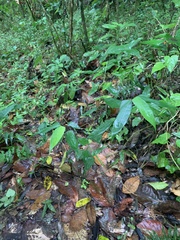 Lithachne pauciflora