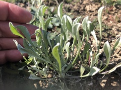 Hesperevax caulescens