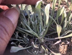 Hesperevax caulescens