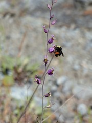 Streptanthus glandulosus glandulosus
