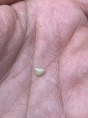 Lithachne pauciflora