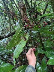 Parathesis crenulata