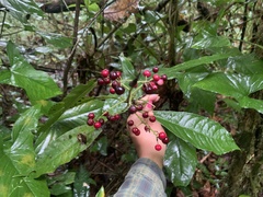 Parathesis crenulata