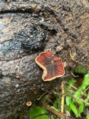 Anthracophyllum