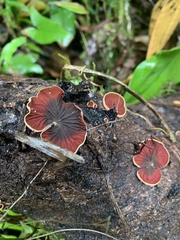 Anthracophyllum
