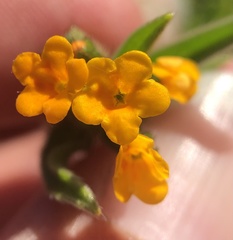 Amsinckia lycopsoides