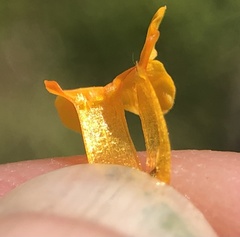 Amsinckia lycopsoides