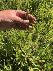 Amsinckia lycopsoides