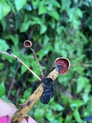 Anthracophyllum