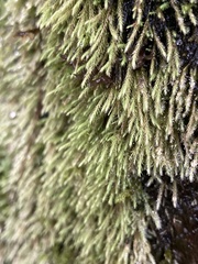 Philonotis capillaris