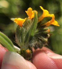 Amsinckia lycopsoides