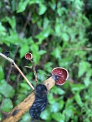 Anthracophyllum