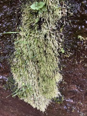 Philonotis capillaris