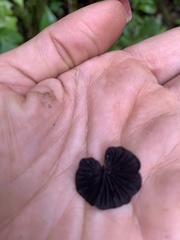 Anthracophyllum