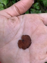Anthracophyllum