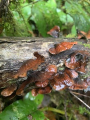 Anthracophyllum