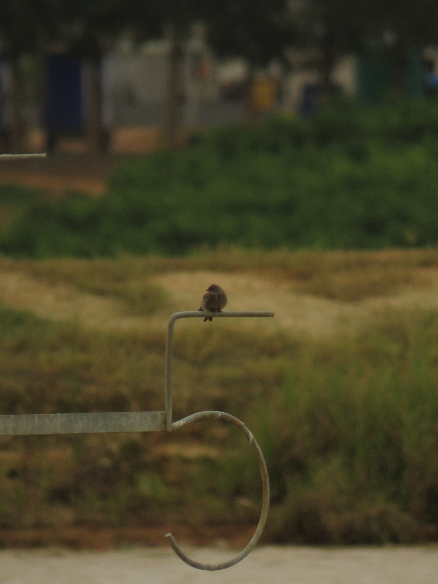Plain Martin (Riparia paludicola)